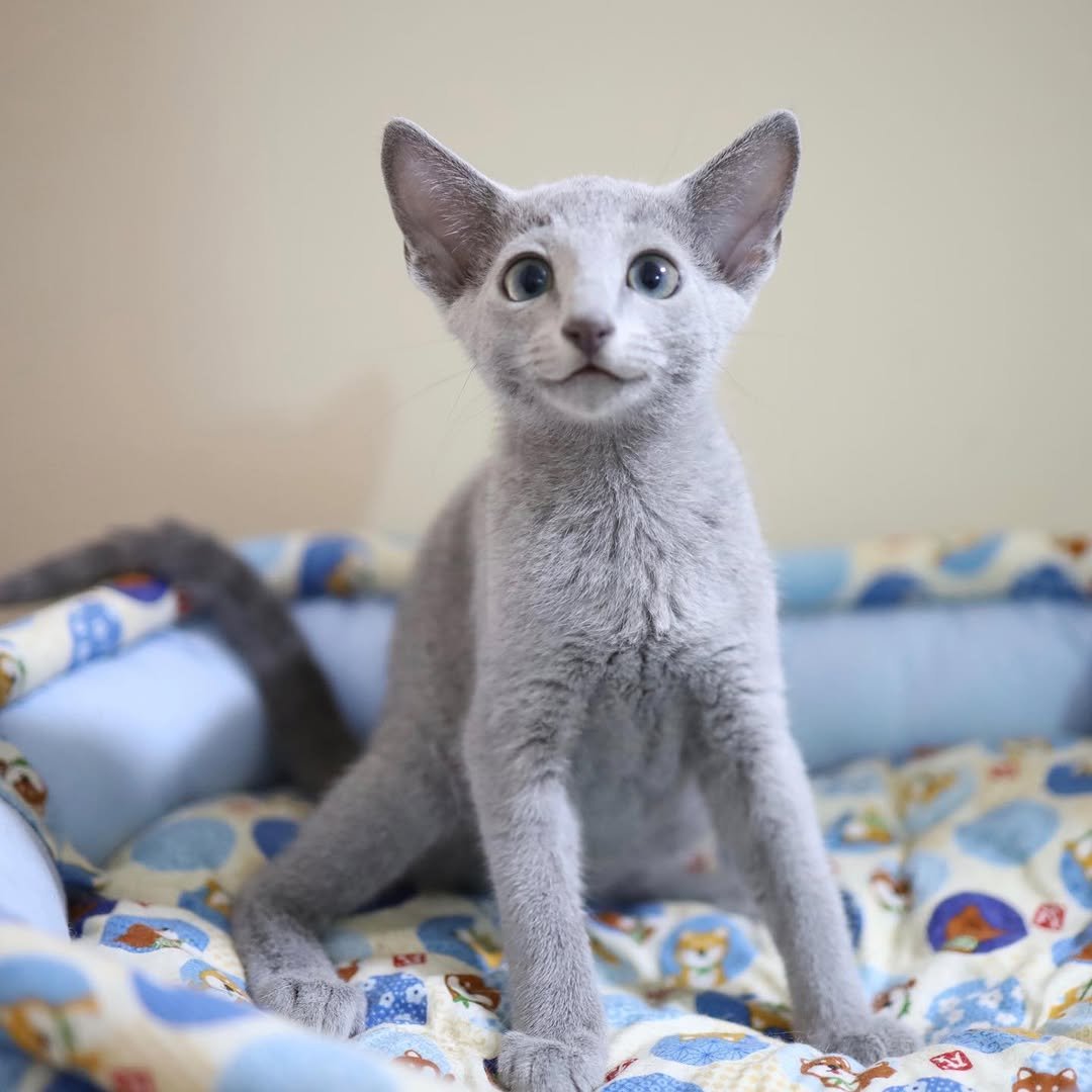 Ash - Russian Blue Kitten for Sale California - Male Russian Blue - Silver Blue Coat - Gentle Temperament